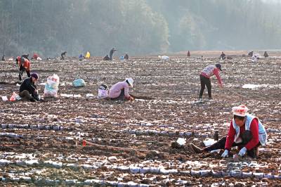 早春时节育苗忙