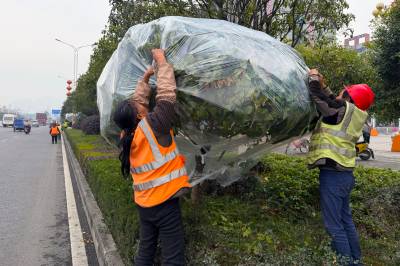 寒潮来袭！恩施园林工人为城市绿植披上“防寒衣”（客户端采稿）