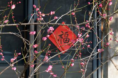 宜昌：红梅送福迎春