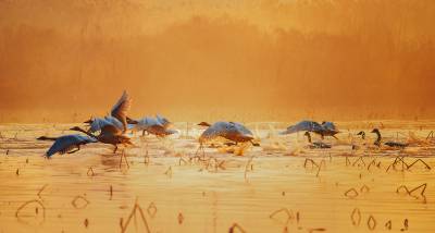 鄂州“天鹅村” 首次迎来数千只天鹅栖息（客户端采稿）