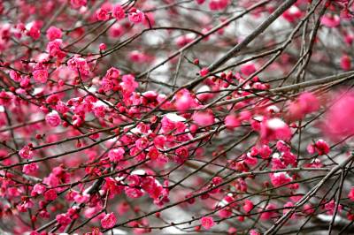 郧阳：大寒雪中红梅俏