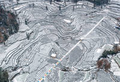 雪后茶园美如画