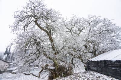 雪中古树