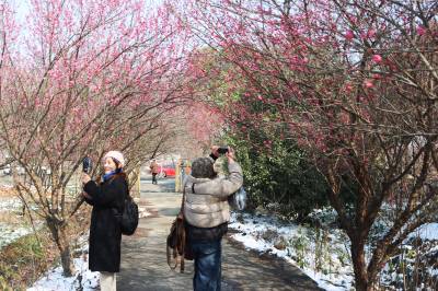 枝江：瑞雪映梅风景如画