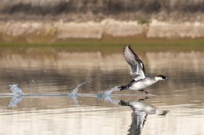 湖北武汉：斑头秋沙鸭现身涨渡湖湿地