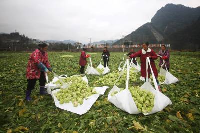 湖北咸丰：无人机助力抢收青菜头