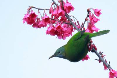 花香鸟语迎春来