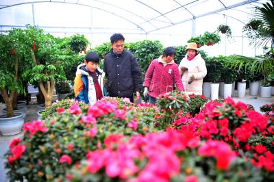 宜昌：时令花卉绿植俏销节前市场