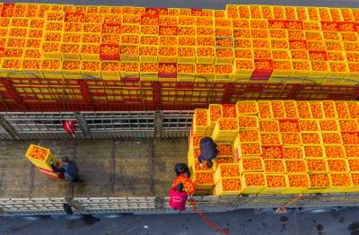 秭归：冬季脐橙丰收俏销春节市场（客户端采稿）