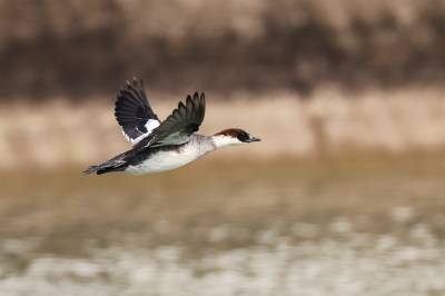 湖北武汉：斑头秋沙鸭现身涨渡湖湿地