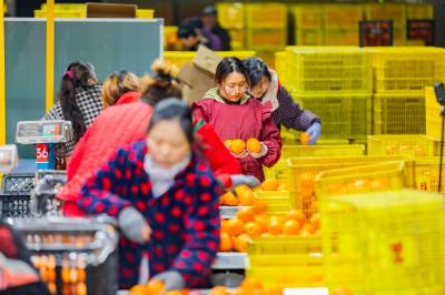 湖北秭归：冬橙产销两旺  供应春节市场
