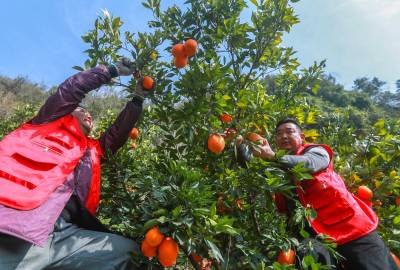 冬季鲜橙俏销春节市场