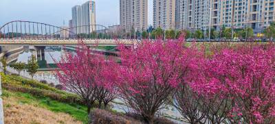 应城：红梅绽放迎春来