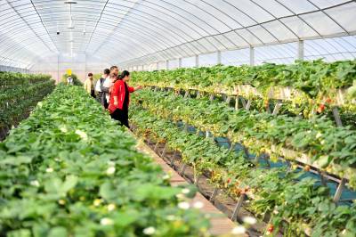 夷陵：新春近郊采摘 尽享“莓”好时光