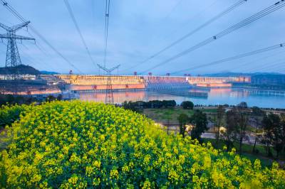 三峡大坝油菜花盛开（客户端采稿）