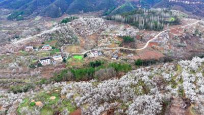  房县：荒山变身樱桃园（客户端采稿）