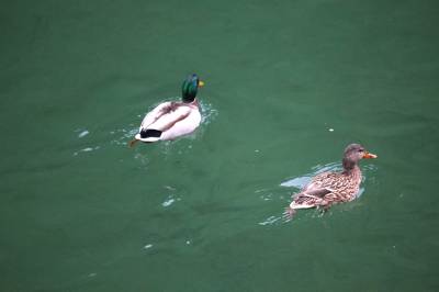 春到堵河源 鸭戏公祖河