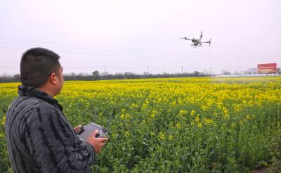 油菜花开春管忙 无人机“飞防”绘就丰收图