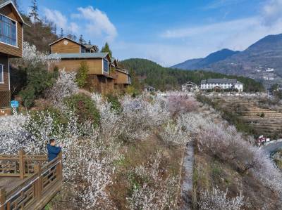  樱桃花开春意浓