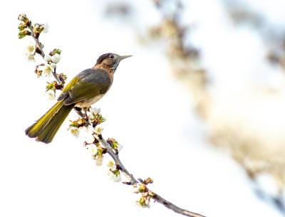 竹山：圣水湖畔樱花盛开 雀鸟欢舞