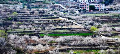 樱桃花开入画来