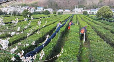房县：茶园春管促增收