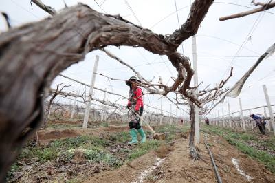 房县：果园春管忙