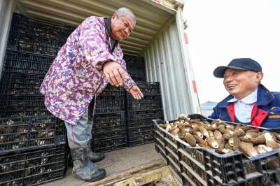  浠水：荒洲变良田 菌香富农家