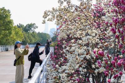 湖北武汉：玉兰花开春意浓，武汉江滩迎来最佳赏花季