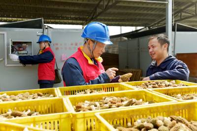 服务羊肚菌种植用电