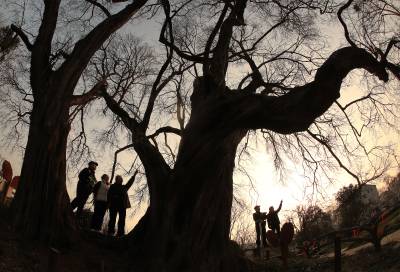 湖北钟祥：给953株“绿色活化石”上“生态户口”