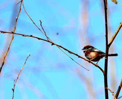 竹山堵河再现萌鸟 红头长尾山雀现身枝头
