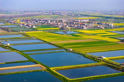 洪湖 花开水乡风景如画 