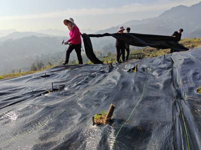 湖北秭归：苦木田间铺设“防草布”