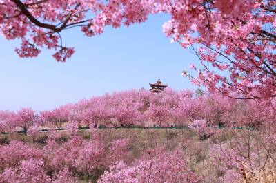 千亩樱花绽放  英山河东樱花园游客如潮