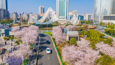 湖北武汉：光谷广场樱花盛开