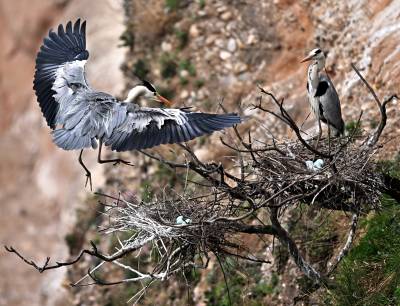 湖北十堰：峭壁上的苍鹭