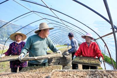  英山：集中育秧备春耕