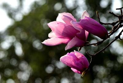 湖北南漳：玉兰花开春意浓  街头巷尾溢芬芳