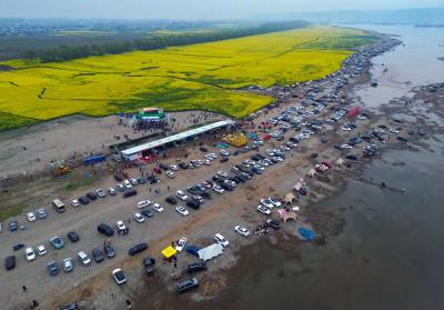  油菜花海醉游人