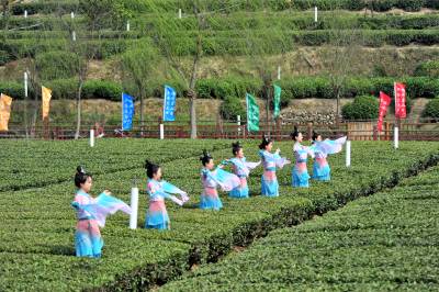 夷陵：春日茶园欢歌上演茶文旅融合“盛宴”