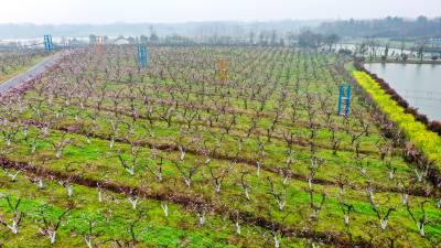 嘉鱼康丰源千亩桃花开游客赏花来