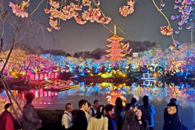 武汉东湖夜赏樱花吸引市民和外地游客