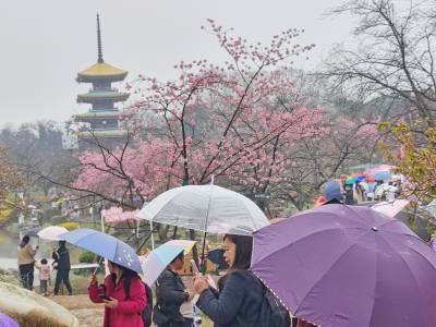 湖北武汉:武汉市民外地游客春风雨里东湖赏樱花