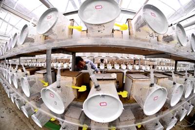 湖北郧阳：胡蜂“蛹”动致富路 （客户端采稿）