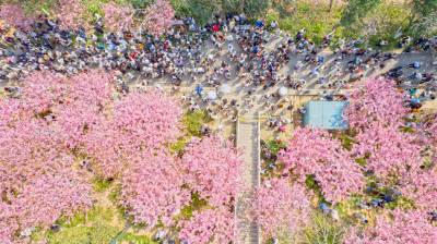 湖北武汉：樱花烂漫 游人如织