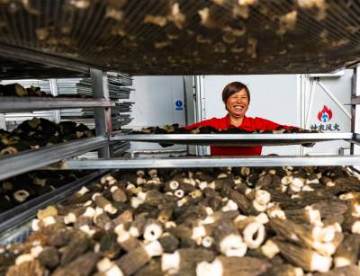 湖北远安： 小菌菇撑起“富民伞”