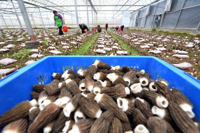 小小羊肚菌 撑开“致富伞”