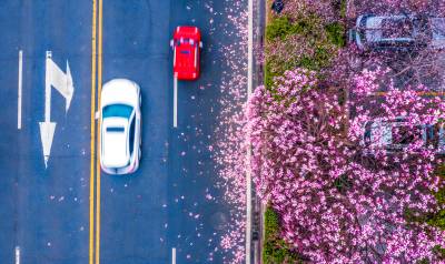 红安杏花大道：春把整街酿成了粉紫的诗