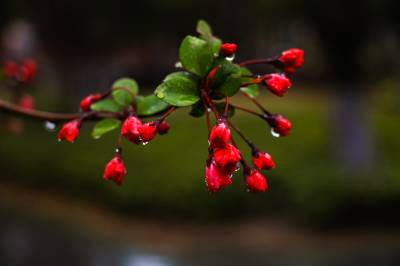 雨润海棠更娇艳